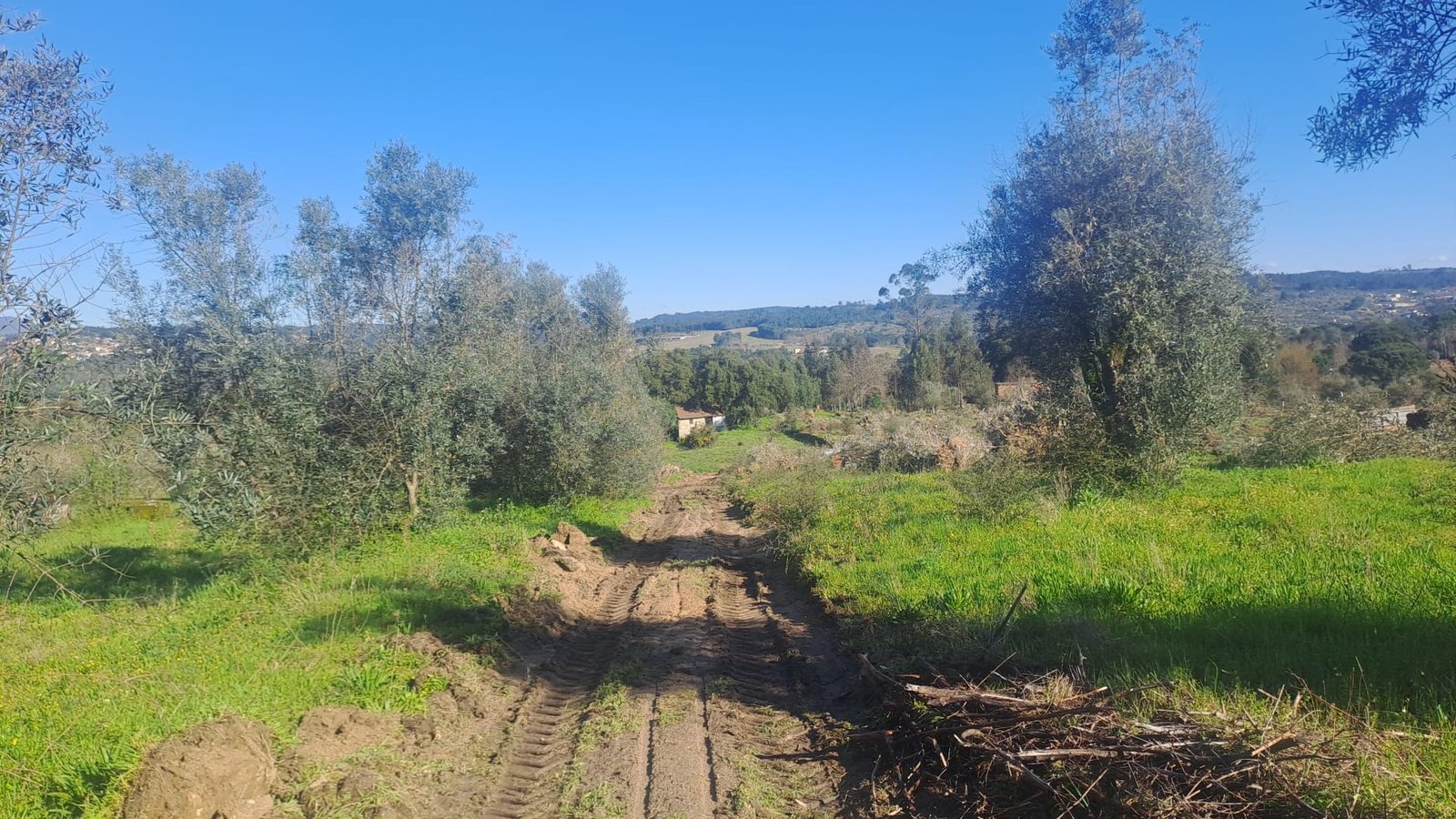 A cleared dirt track running through the olive trees toward the house