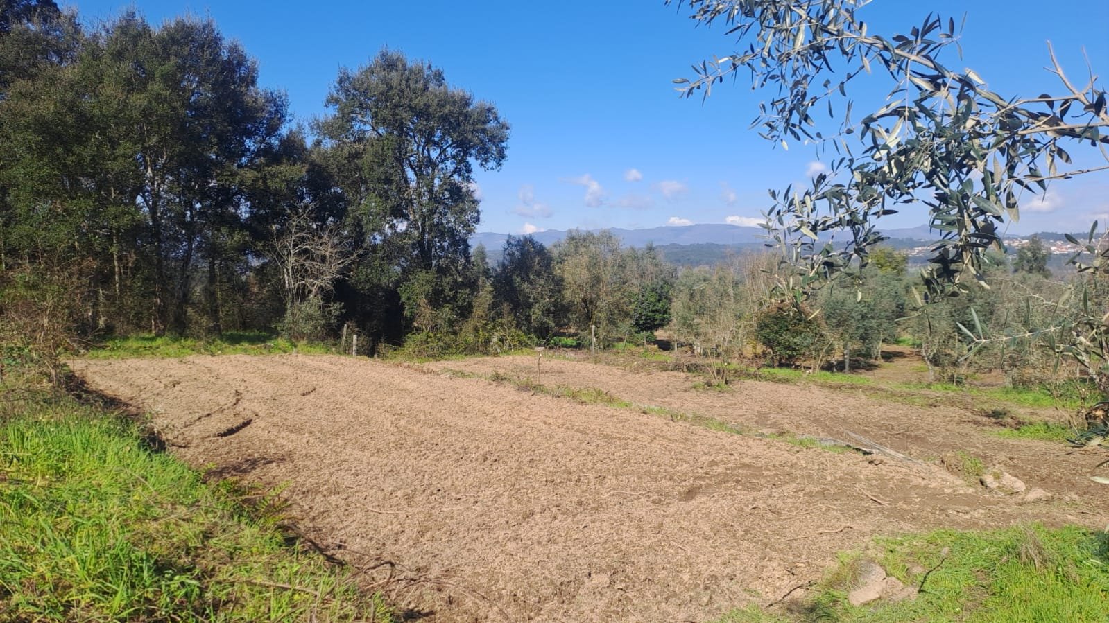 A freshly tilled plot ready for new vines, framed by olive branches