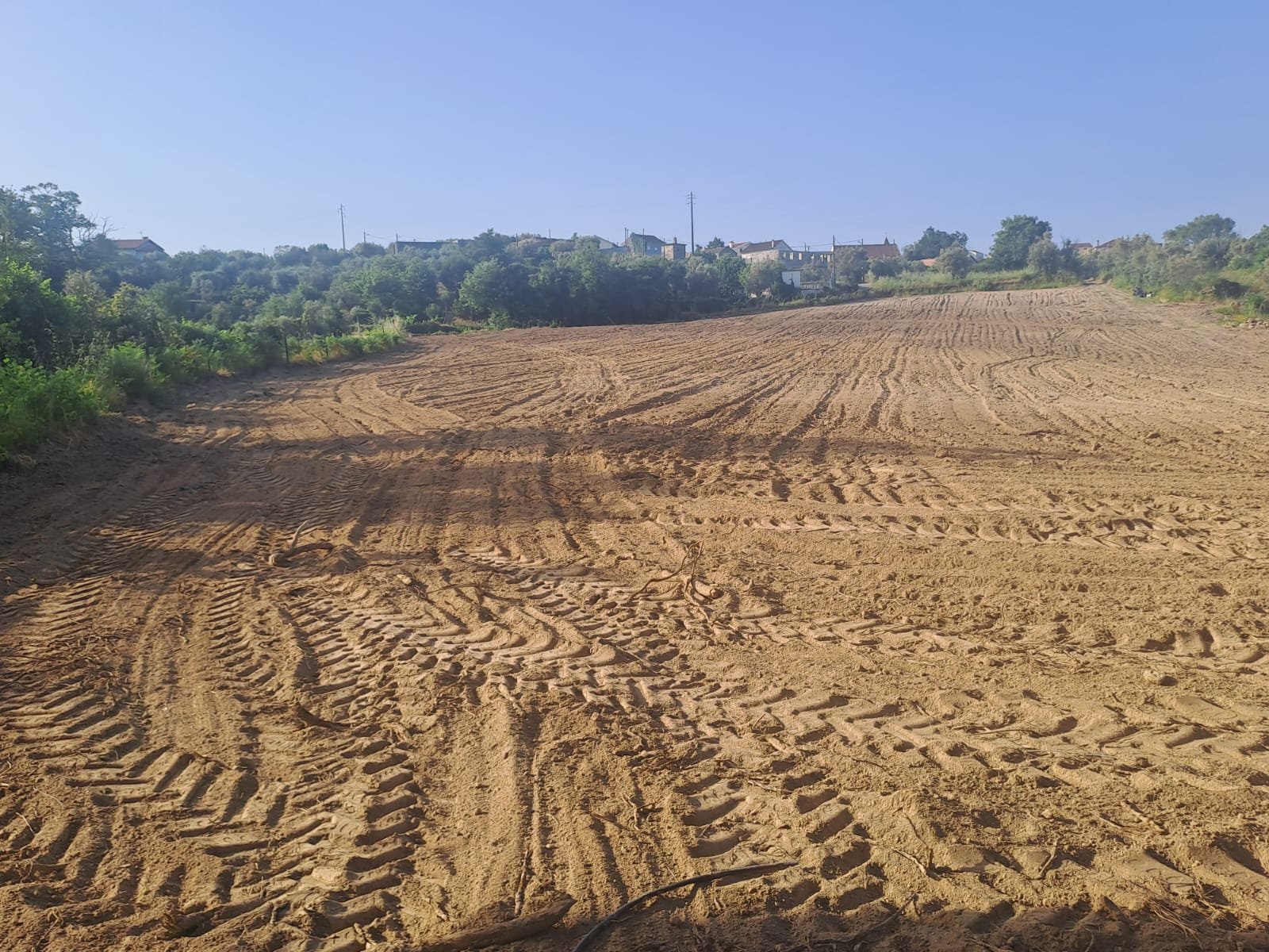 Rows freshly marked in the soil, ready for planting