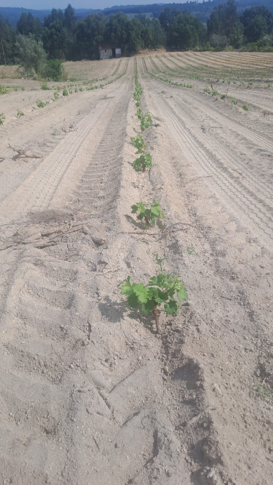 Close-up of a young vine shoot leafing out along a planted row