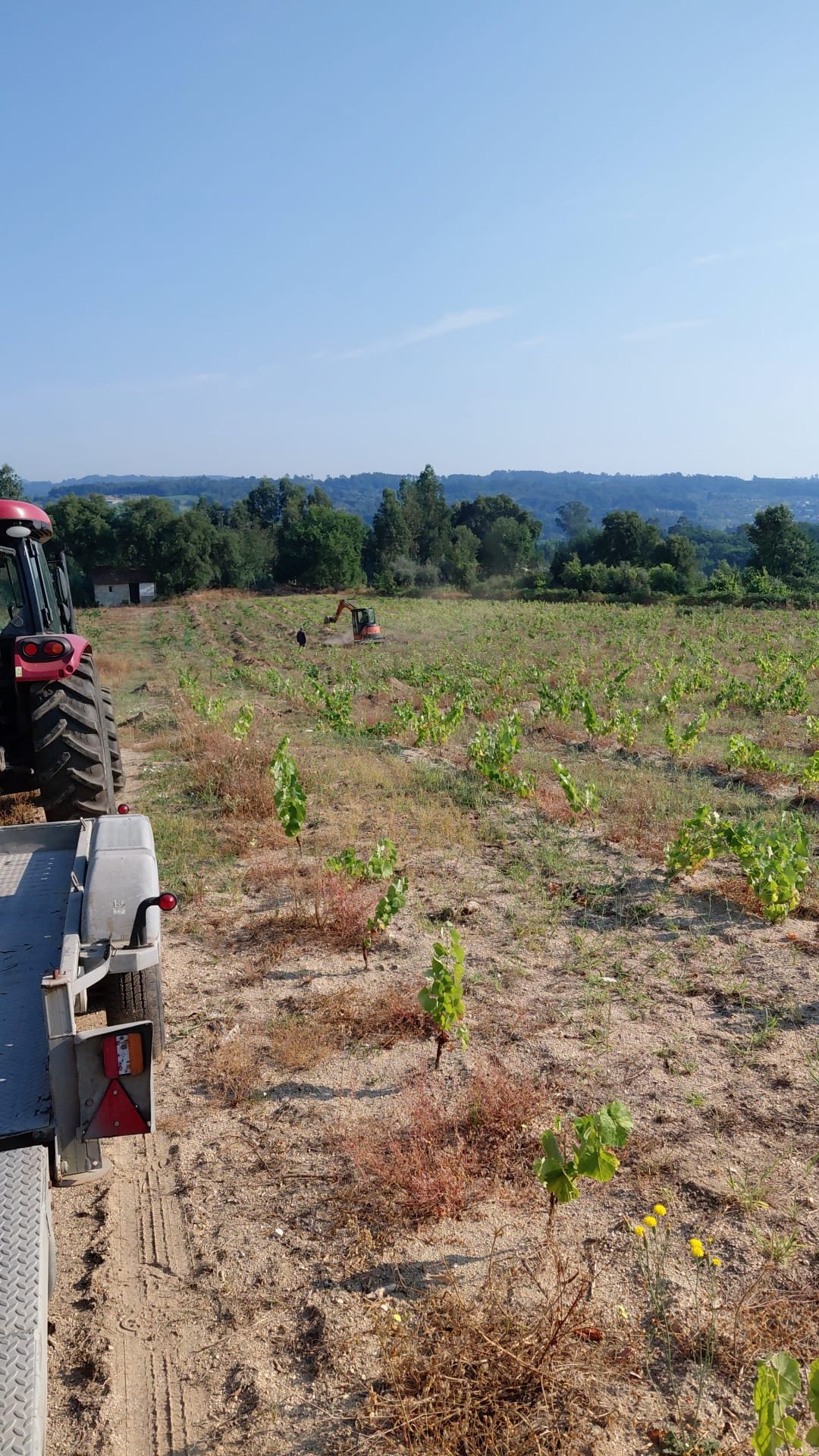 View from a tractor trailer over rows of maturing vines, a mini excavator working beyond