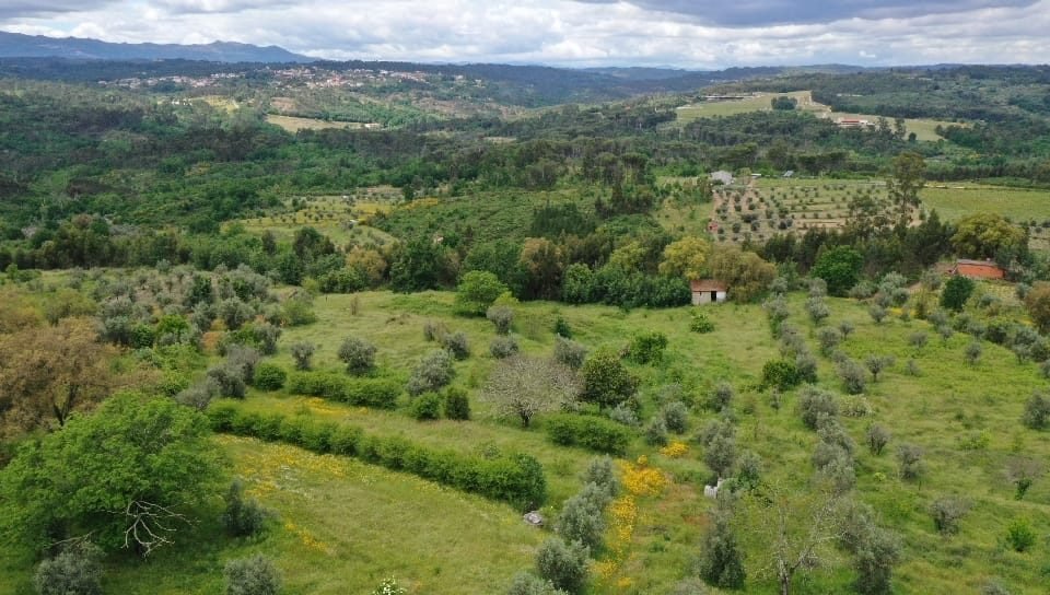 The open field on the property, where the Adega will be built
